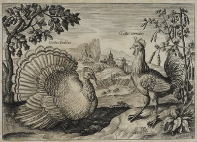 Gravure de maître ancien - Adriaen Collaert